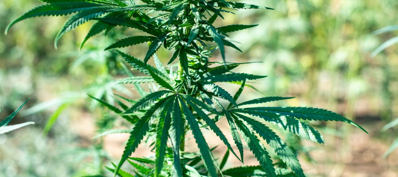 African-Cannabis-Seeds-1