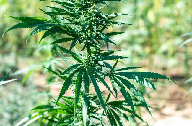 African-Cannabis-Seeds-1