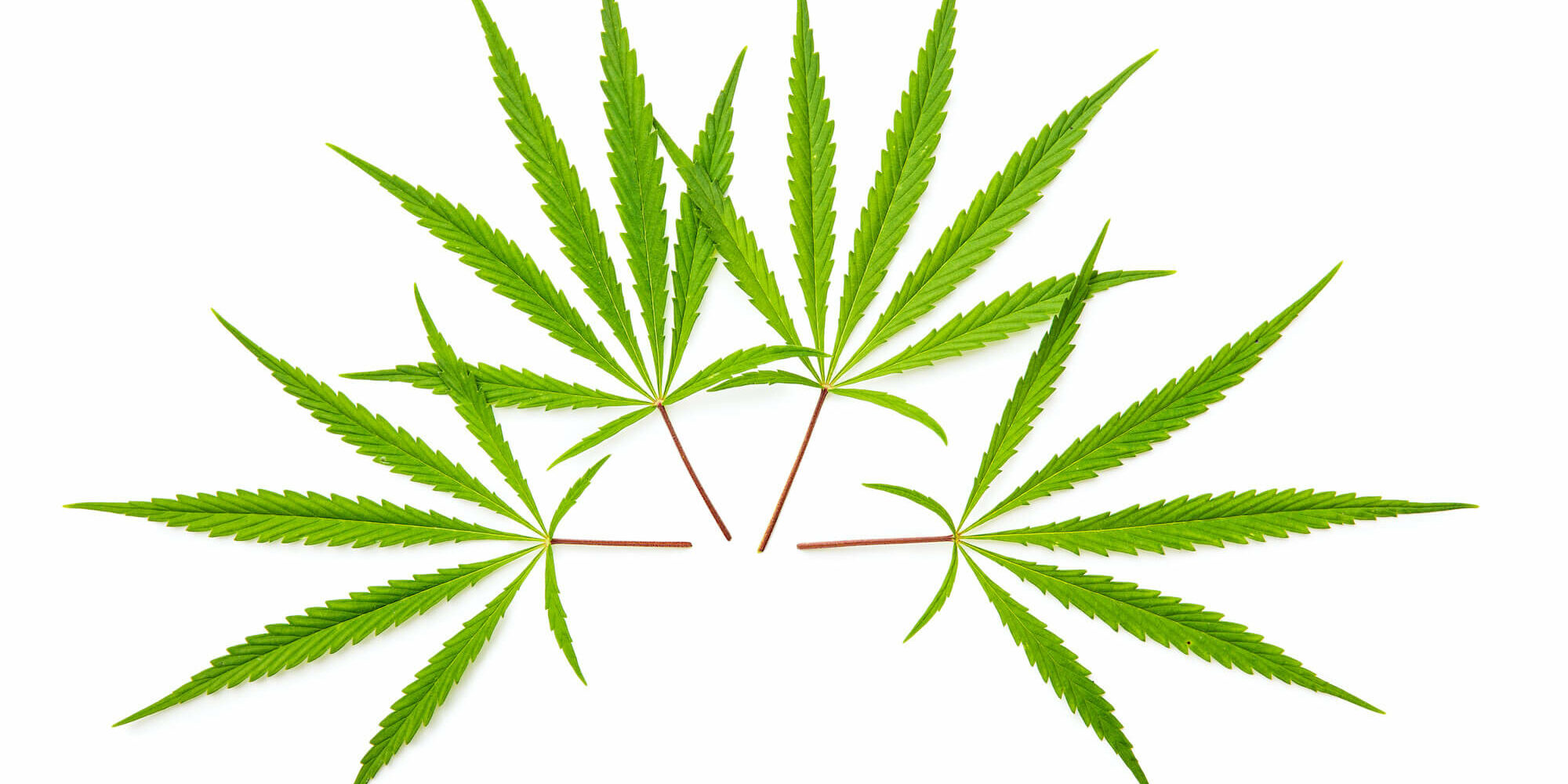 African Cannabis Seeds