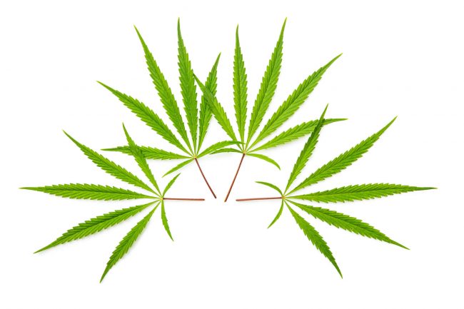African Cannabis Seeds