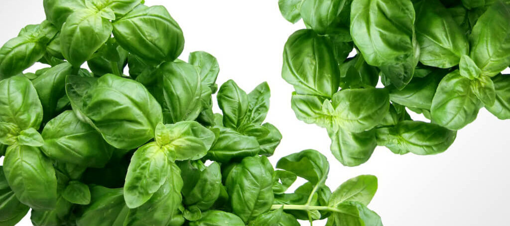 Different Species of Basil