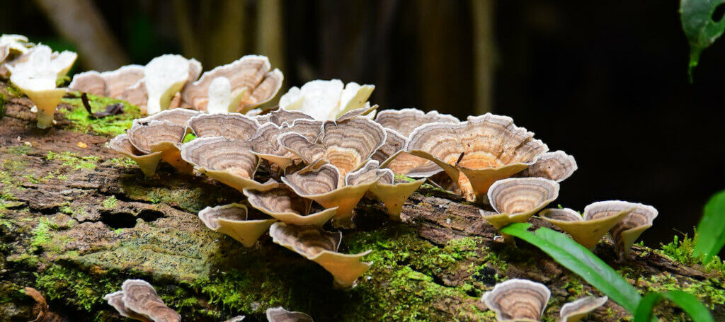 Health Trends Is Mushroom Tea