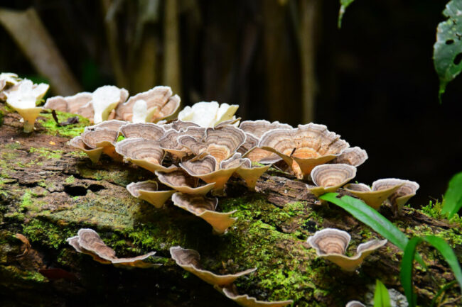 Health Trends Is Mushroom Tea