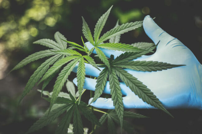 Marijuana