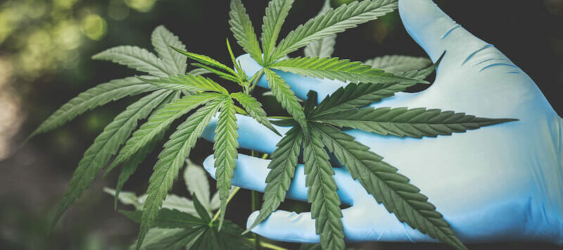 Marijuana