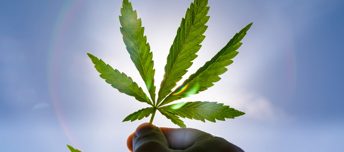 cannabis-swazi Best weed in the world