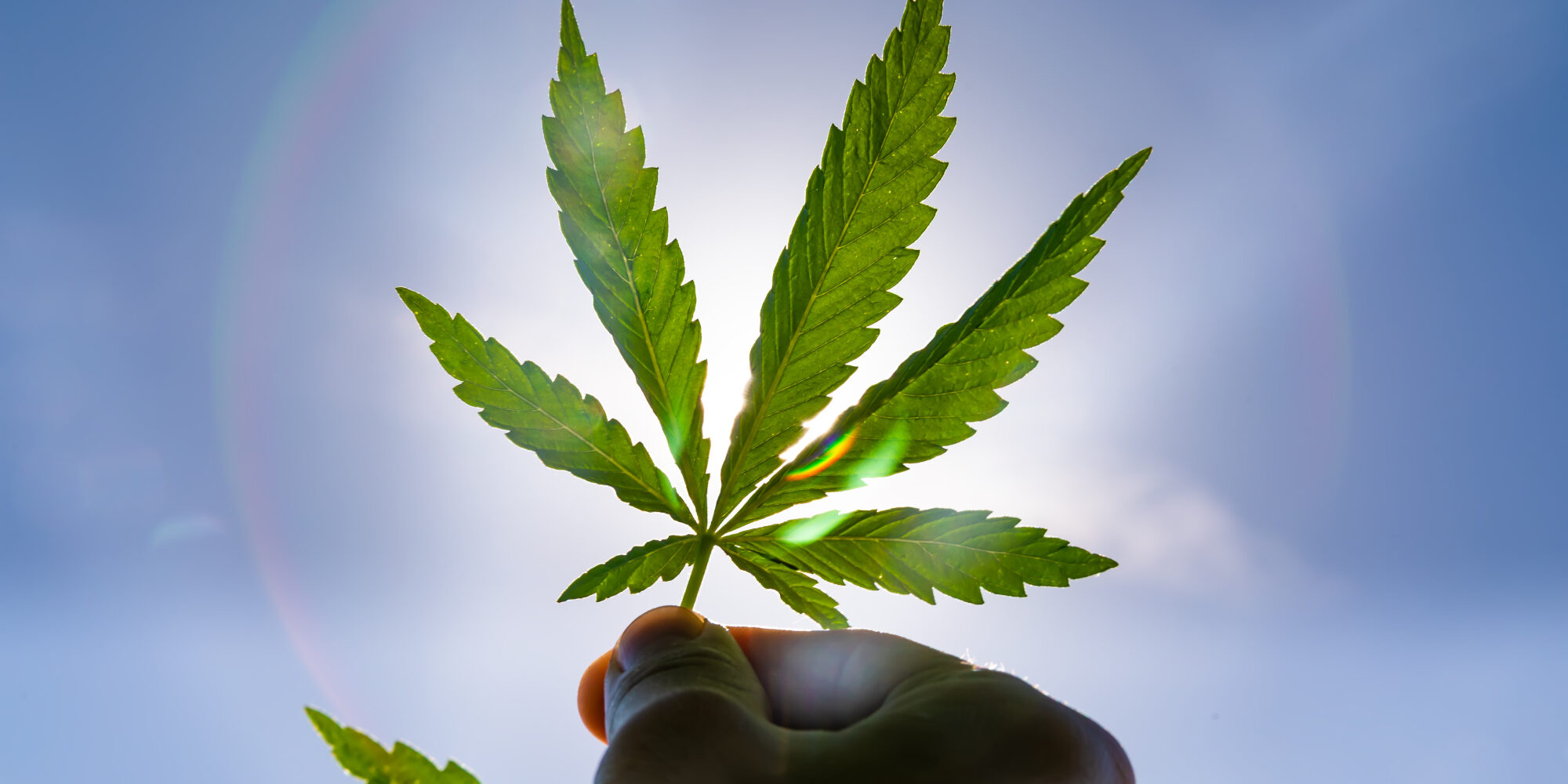 Best weed in the world