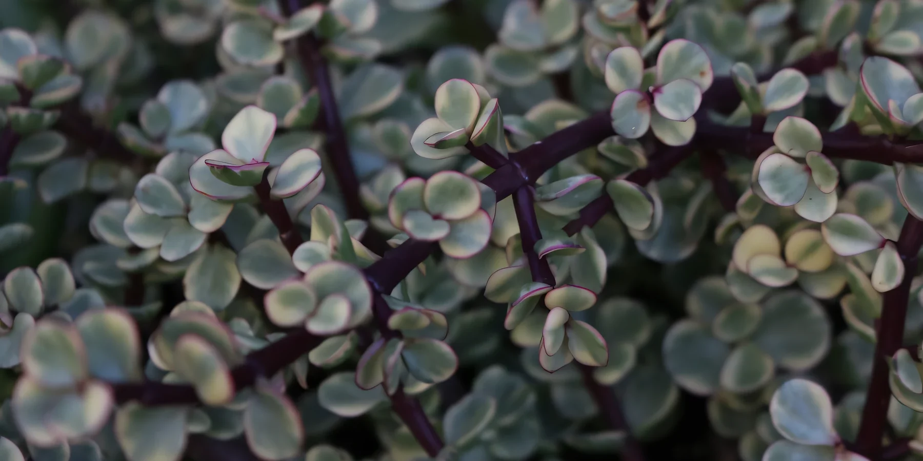 edible-spekboom-plant-benefits