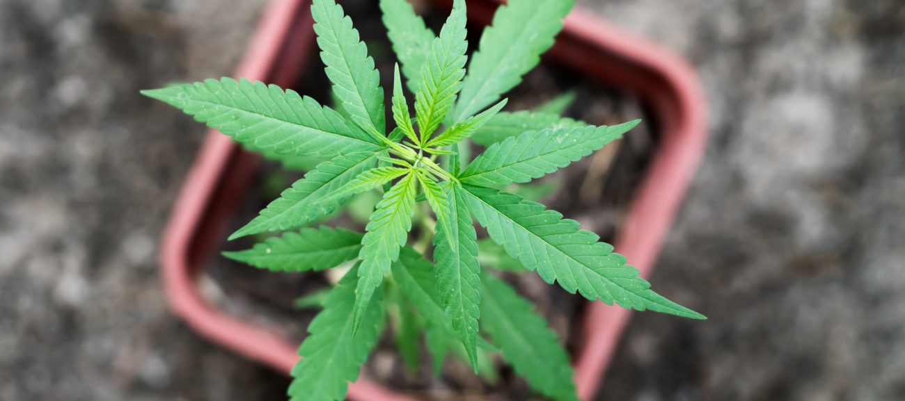 growing-cannabis-in-south-africa