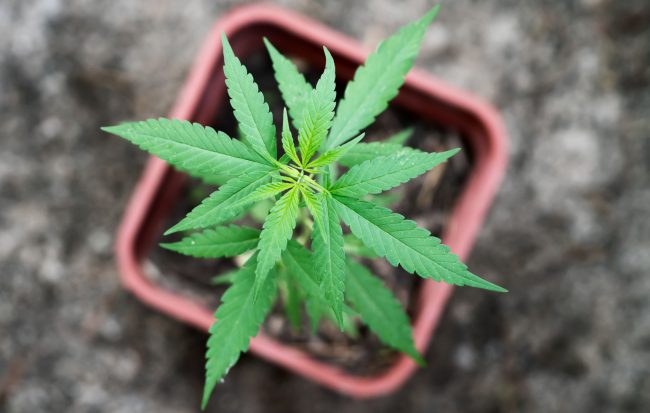 growing-cannabis-in-south-africa