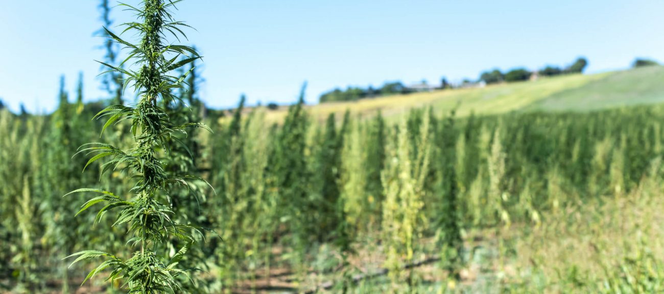 sativa-southern-africa