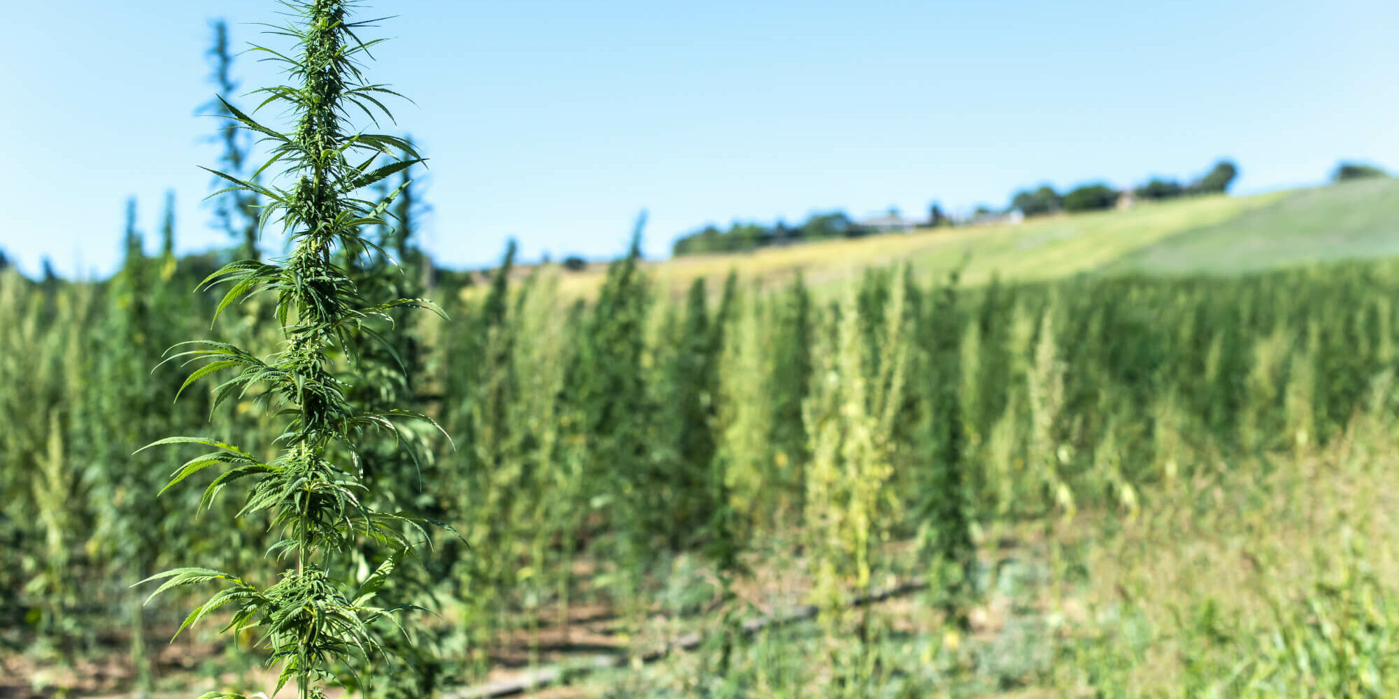 sativa-southern-africa