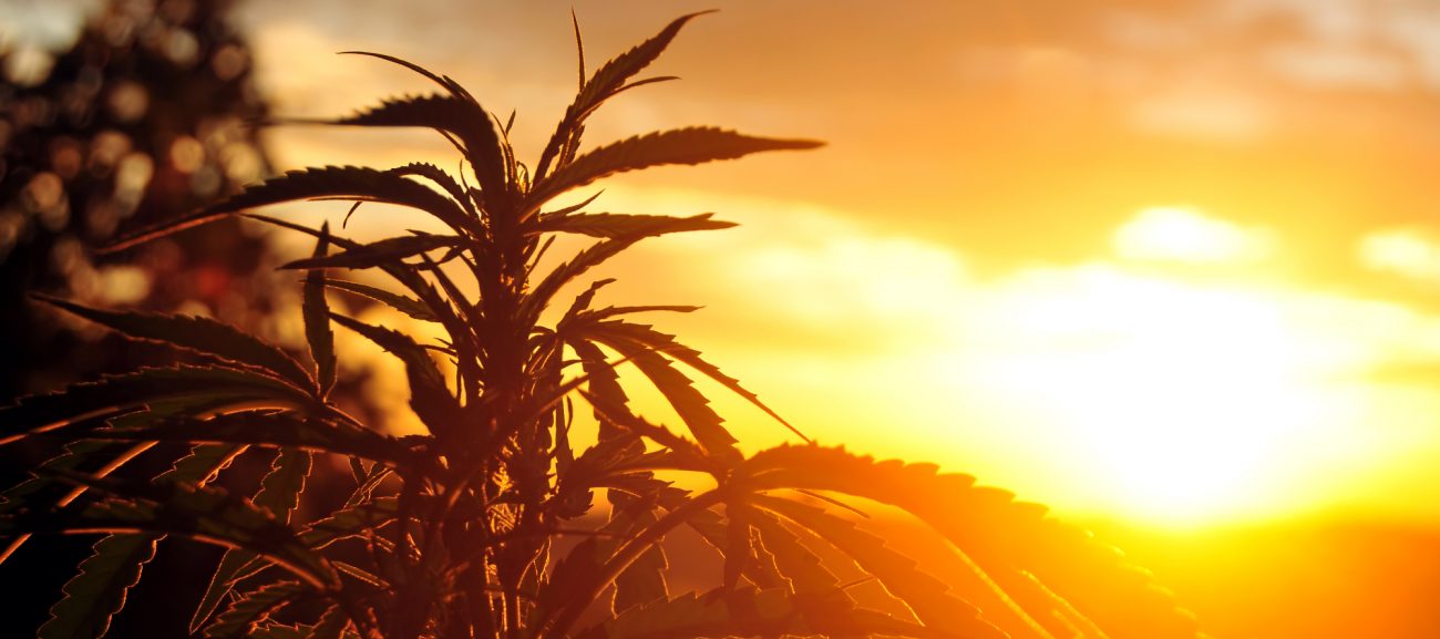 south-africa-cannabis South Africa lags behind in global legislation on Cannabis