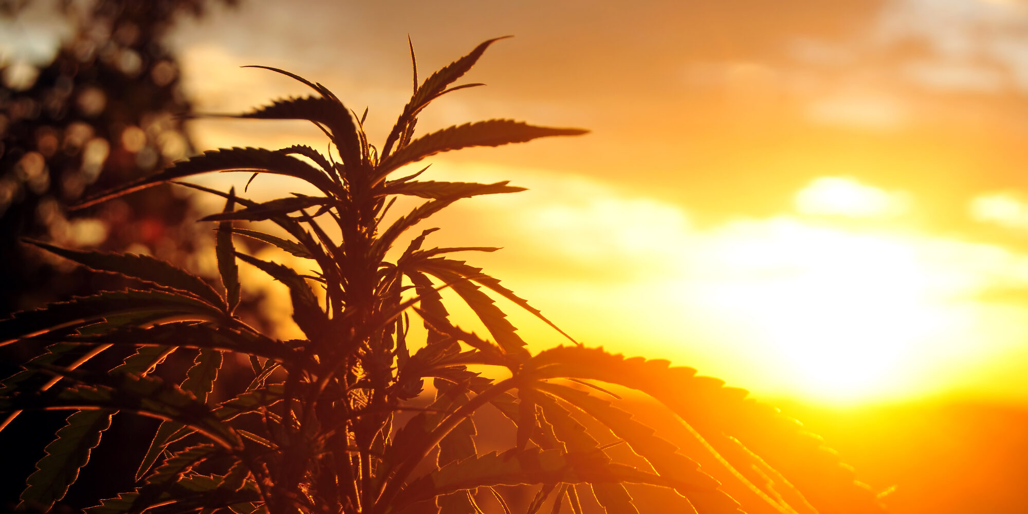 south-africa-cannabis South Africa lags behind in global legislation on Cannabis