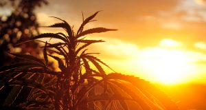 South Africa lags behind in global legislation on Cannabis