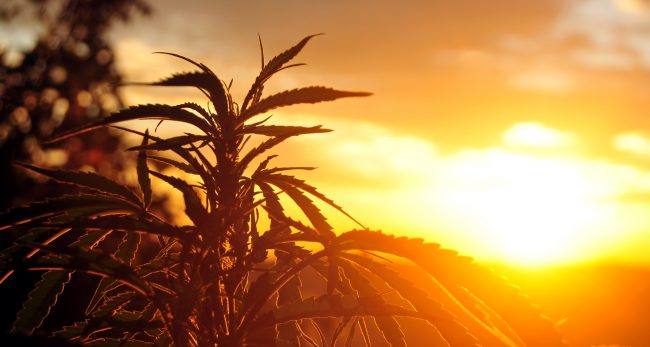 south-africa-cannabis South Africa lags behind in global legislation on Cannabis