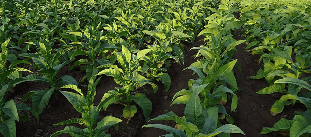 Tobacco