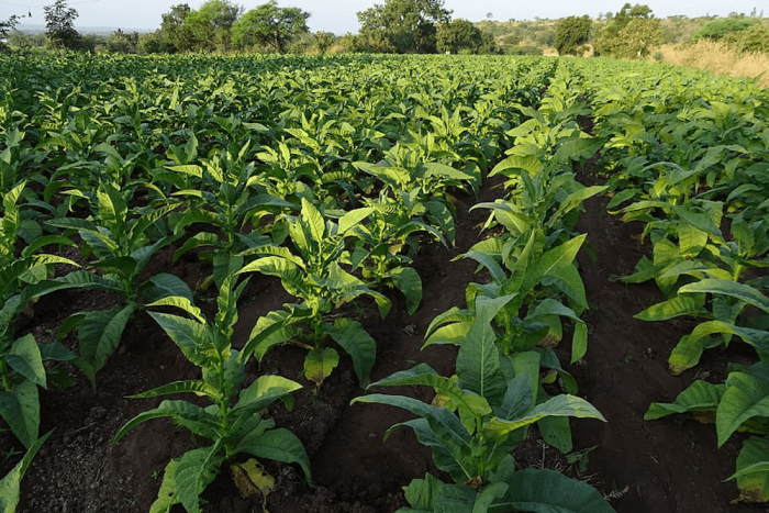 Turkish Tobacco Seeds